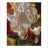 Signed Photographer Prints