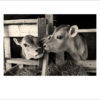 Signed Photographer Prints