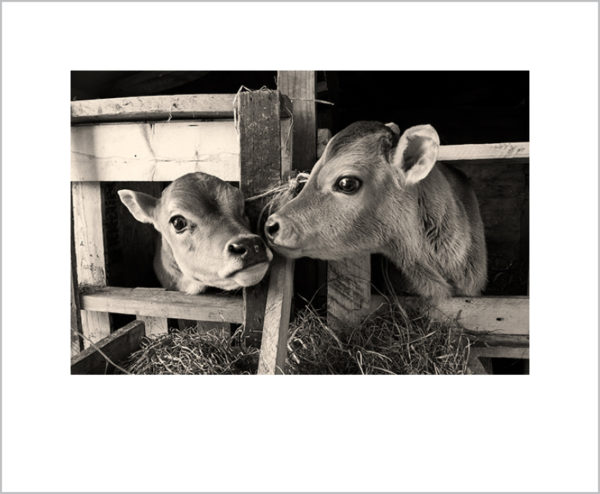 Signed Photographer Prints